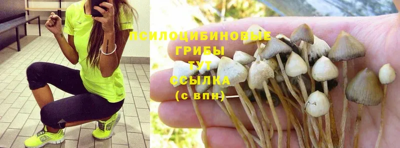 Галлюциногенные грибы Psilocybine cubensis  мориарти как зайти  Тара  закладка 