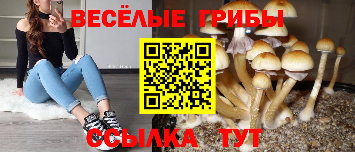 Тара  Галлюциногенные грибы MAGIC MUSHROOMS  Вход с VPN 
